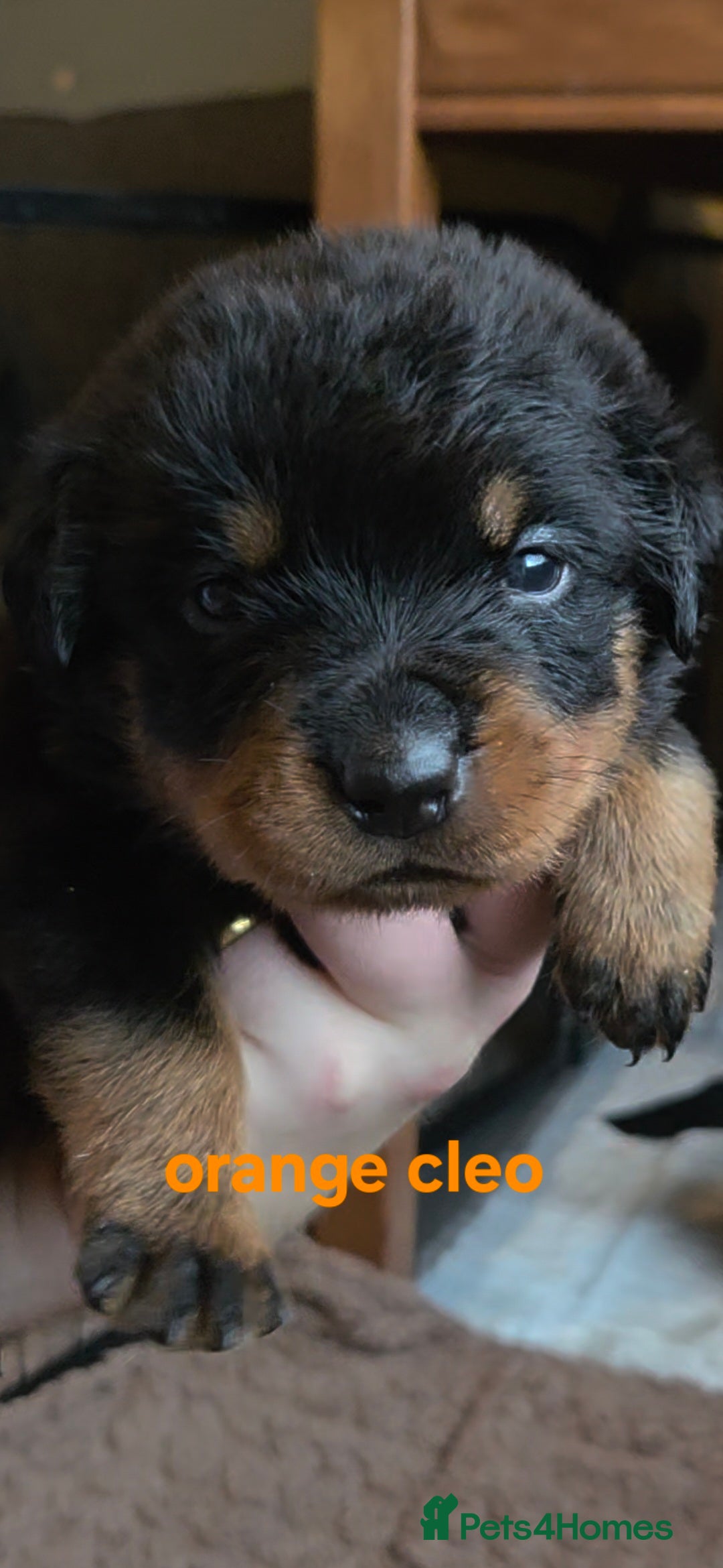 Rottweiler dogs Rottweiler puppies - Advert 1