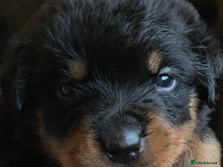 Rottweiler dogs Rottweiler puppies - Advert 5