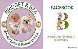 Pomeranian dogs for sale: 💛WAITING LIST NOW OPEN💛 - Image 9