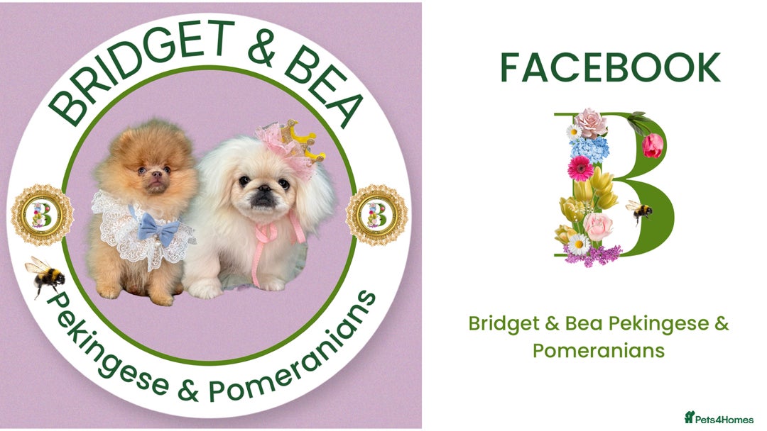 Pomeranian dogs for sale: 💛WAITING LIST NOW OPEN💛 - Image 9