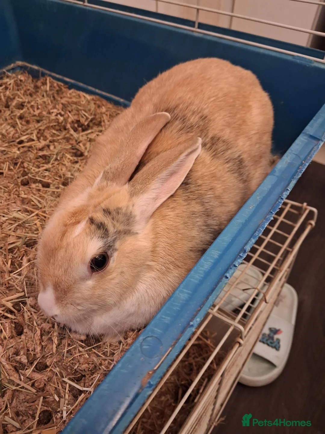 Mixed Breed rabbits for sale: 2 female rabbits looking for a loving home in Southampton - Advert 2
