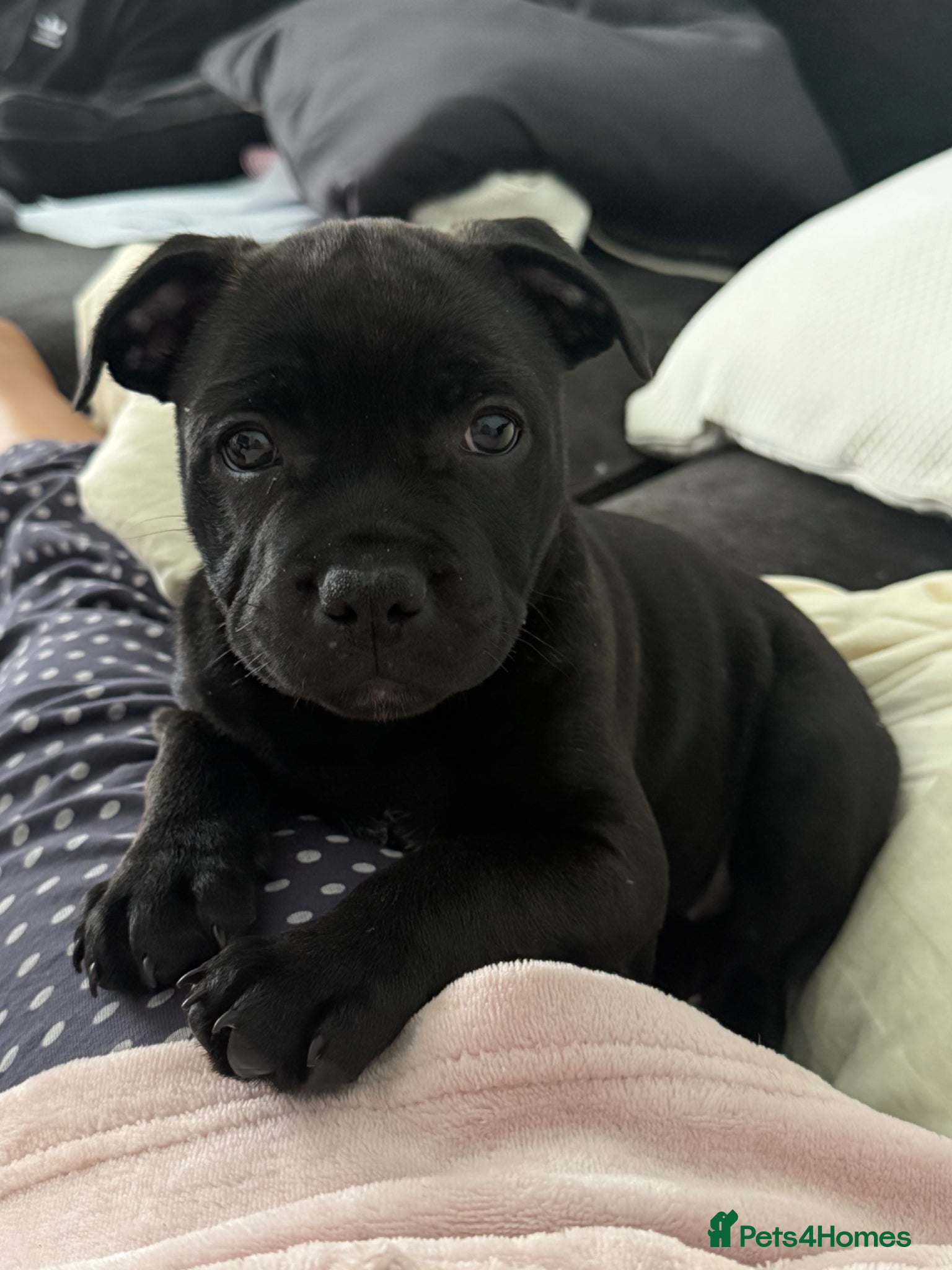 Staffordshire Bull Terrier dogs KC REG One gorgeous sweet little black girl left.  - Advert 8