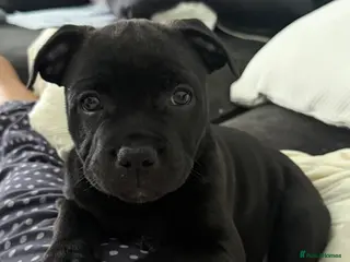 Staffordshire Bull Terrier dogs KC REG One gorgeous sweet little black girl left. - Advert 8