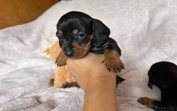 Dachshund dogs for sale: 7 Gorgeous puppies  - Image 3