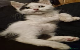 Mixed Breed cats for sale: Daisy needs a home! - Advert 5