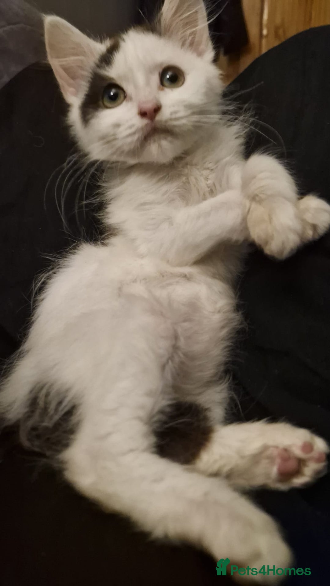 Mixed Breed cats for sale: Daisy needs a home! - Advert 5