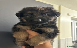 German Shepherd dogs for sale: German shepherd  - Image 20