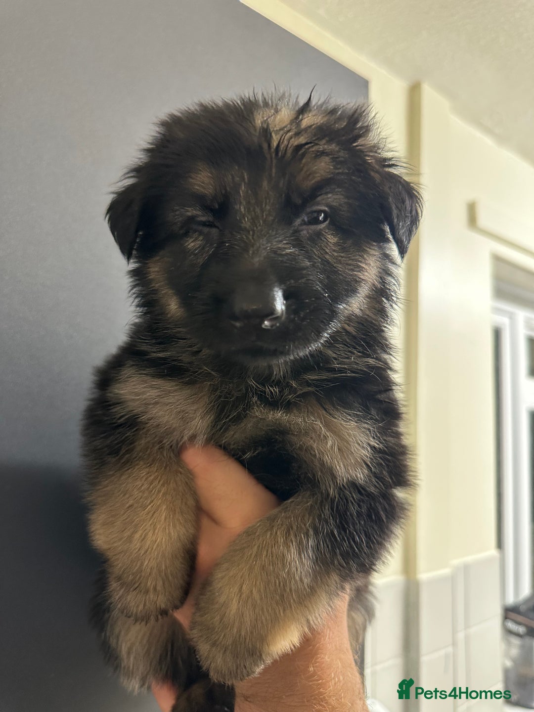 German Shepherd dogs for sale: German shepherd  - Image 20