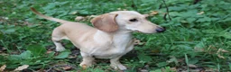 Miniature Dachshund dogs for stud: KC Reg- PRA clear Smooth haired Cream Stud  - Advert 1