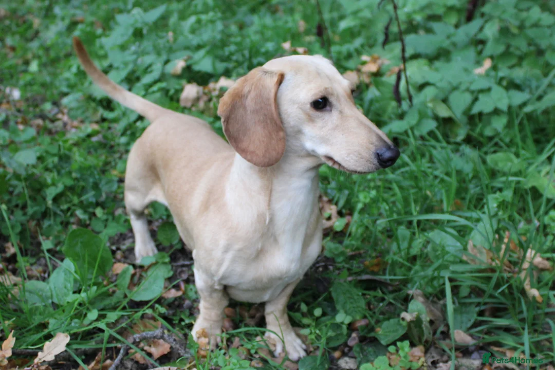 Miniature Dachshund dogs for stud: KC Reg- PRA clear Smooth haired Cream Stud  - Advert 1