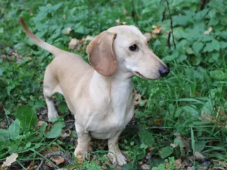 Miniature Dachshund dogs KC Reg- PRA clear Smooth haired Cream Stud - Advert 17