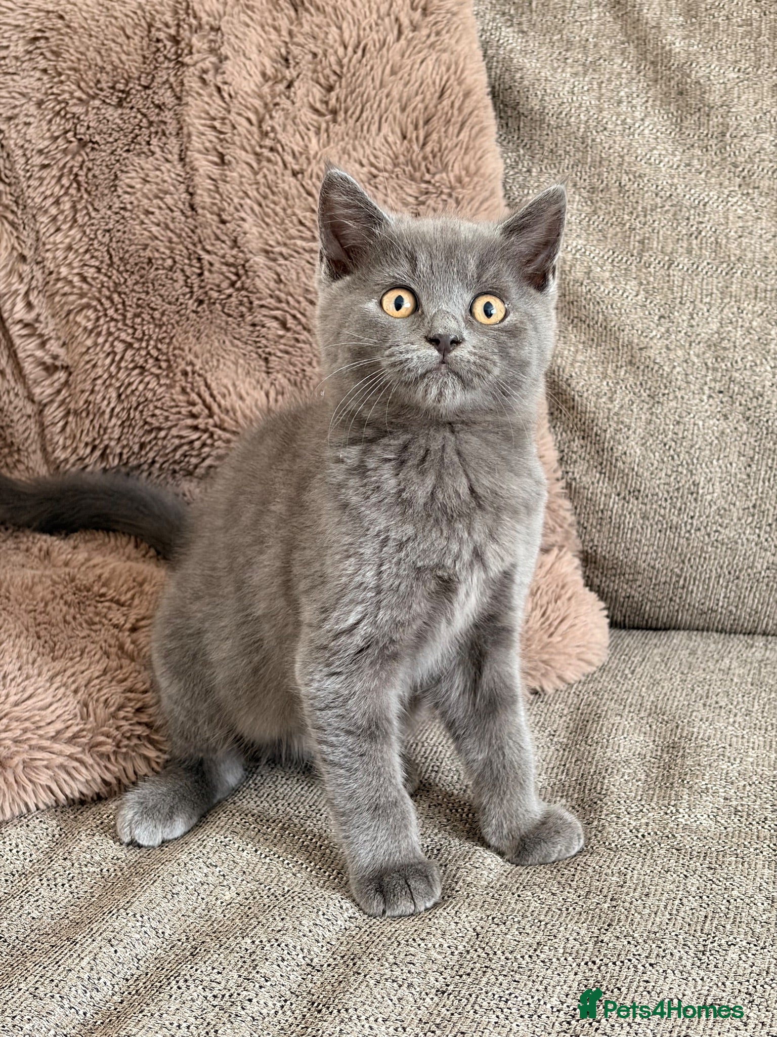 British Shorthair cats BSH kittens Ready Now - Advert 1