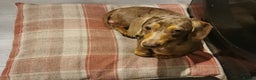 Miniature Dachshund dogs for stud: Miniature chocolate dapple mink dachshund stud dog - Advert 19