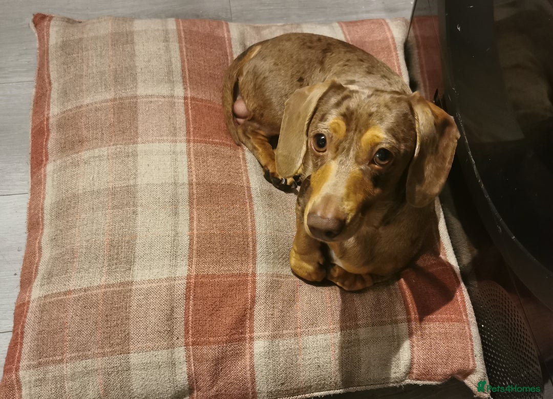 Miniature Dachshund dogs for stud: Miniature chocolate dapple mink dachshund stud dog - Image 17
