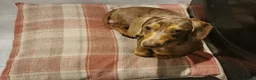 Miniature Dachshund dogs for stud: Miniature chocolate dapple mink dachshund stud dog - Advert 19
