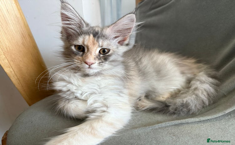 Maine Coon cats - Advert 1