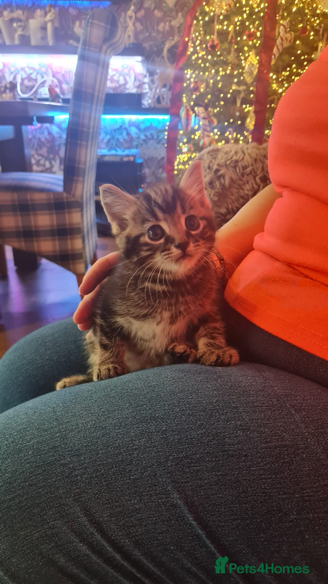 British Shorthair cats for sale: 🐾 Beautiful British Shorthair Kittens  - Advert 3