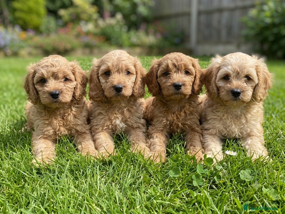 Cavapoo dogs Cavapoos first vaccination and vet checked - Advert 1