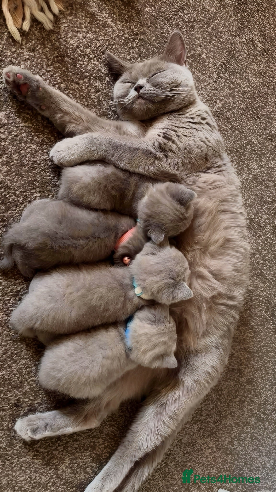 British Shorthair cats 🐾 British Shorthair Kittens for Sale 🐾 - Advert 3