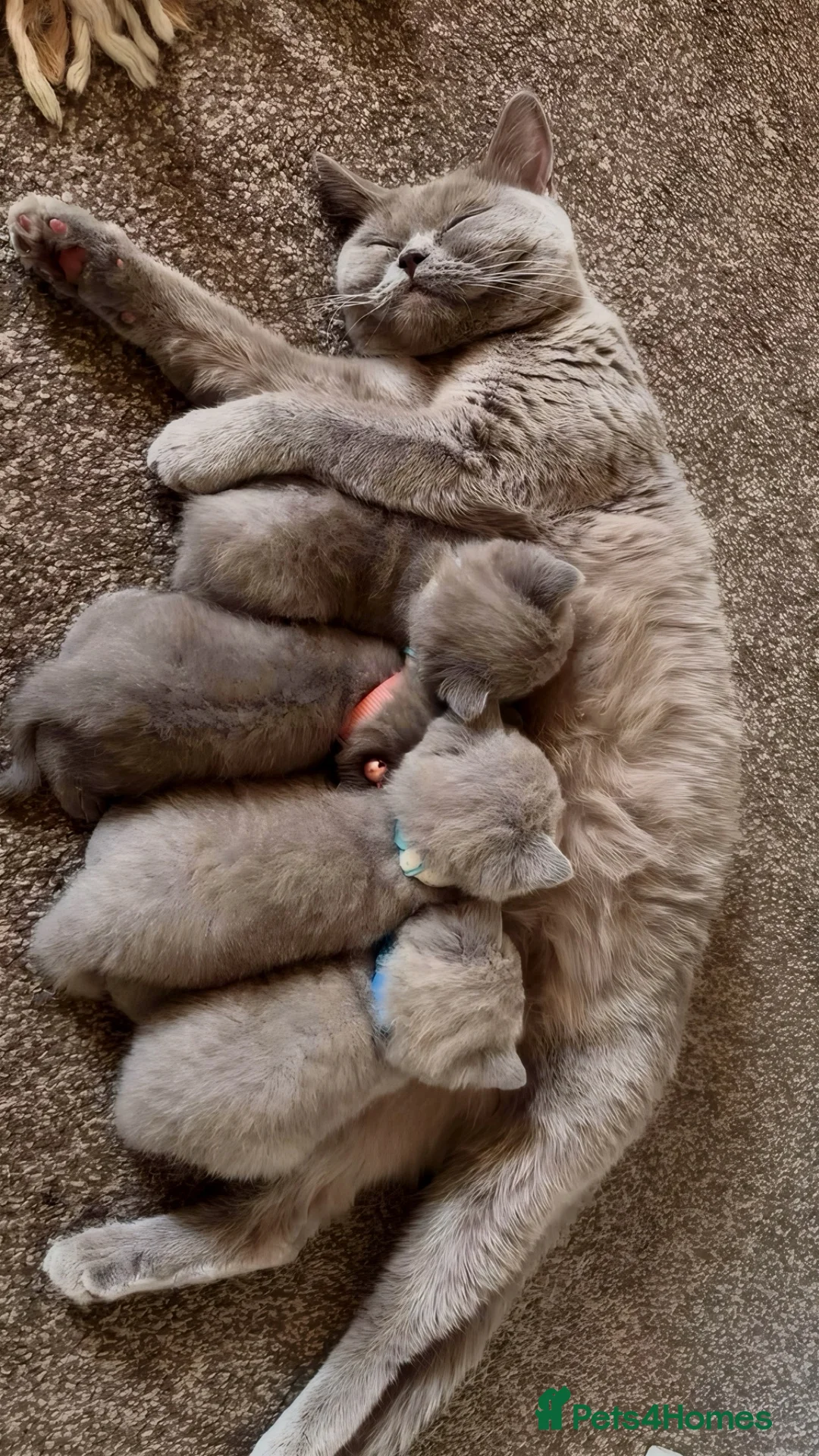 British Shorthair cats for sale: 🐾 British Shorthair Kittens for Sale 🐾 in Bradford - Advert 1