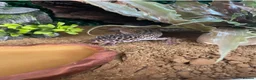 Leopard Gecko reptiles for sale: Female Leopard Gecko and Complete Set Up in Rochester - Advert 3