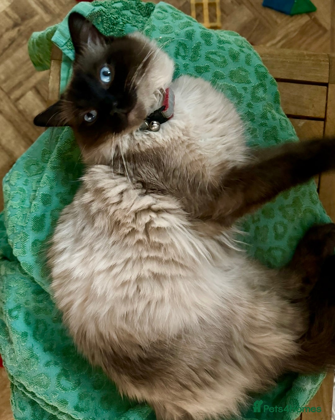 Siamese cats for sale: Ragamese Kittens - Ready to go  - Image 9