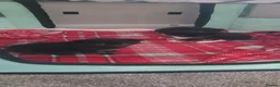 Domestic Shorthair cats for sale: 3 beautiful domestic shorthair male kittens in York - Advert 2