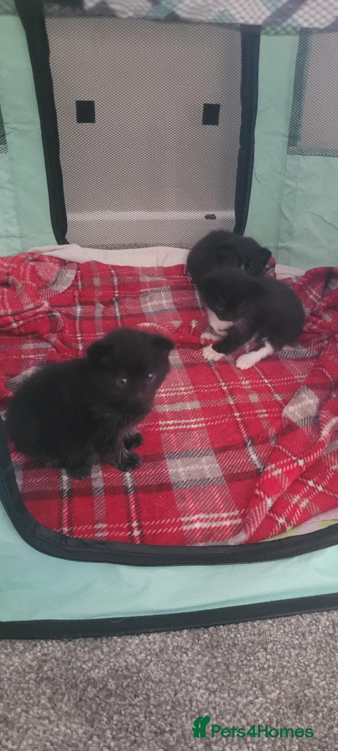 Domestic Shorthair cats for sale: 3 beautiful domestic shorthair male kittens in York - Advert 2