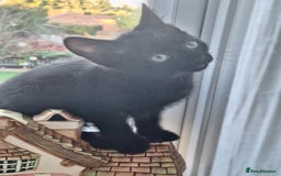 Domestic Shorthair cats for sale: ✨️ Beautiful 2 kittens 🩷🩵 Ready for homes now ✨️ - Image 25