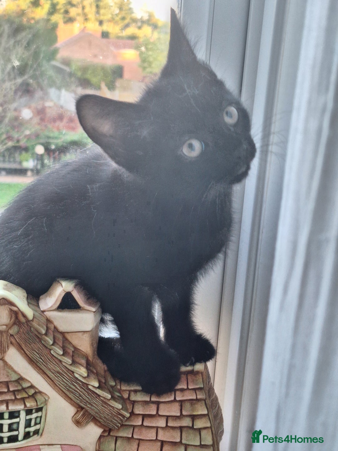 Domestic Shorthair cats for sale: ✨️ Beautiful 2 kittens 🩷🩵 Ready for homes now ✨️ - Image 25