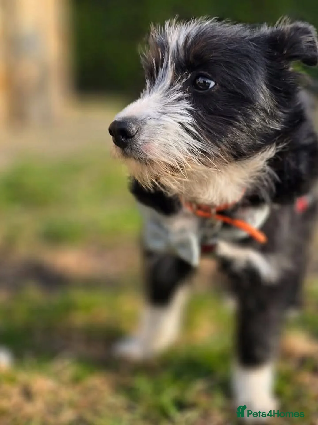 Mixed Breed dogs for adoption: ❤️🐶PANDA in Burton-on-Trent - Advert 2