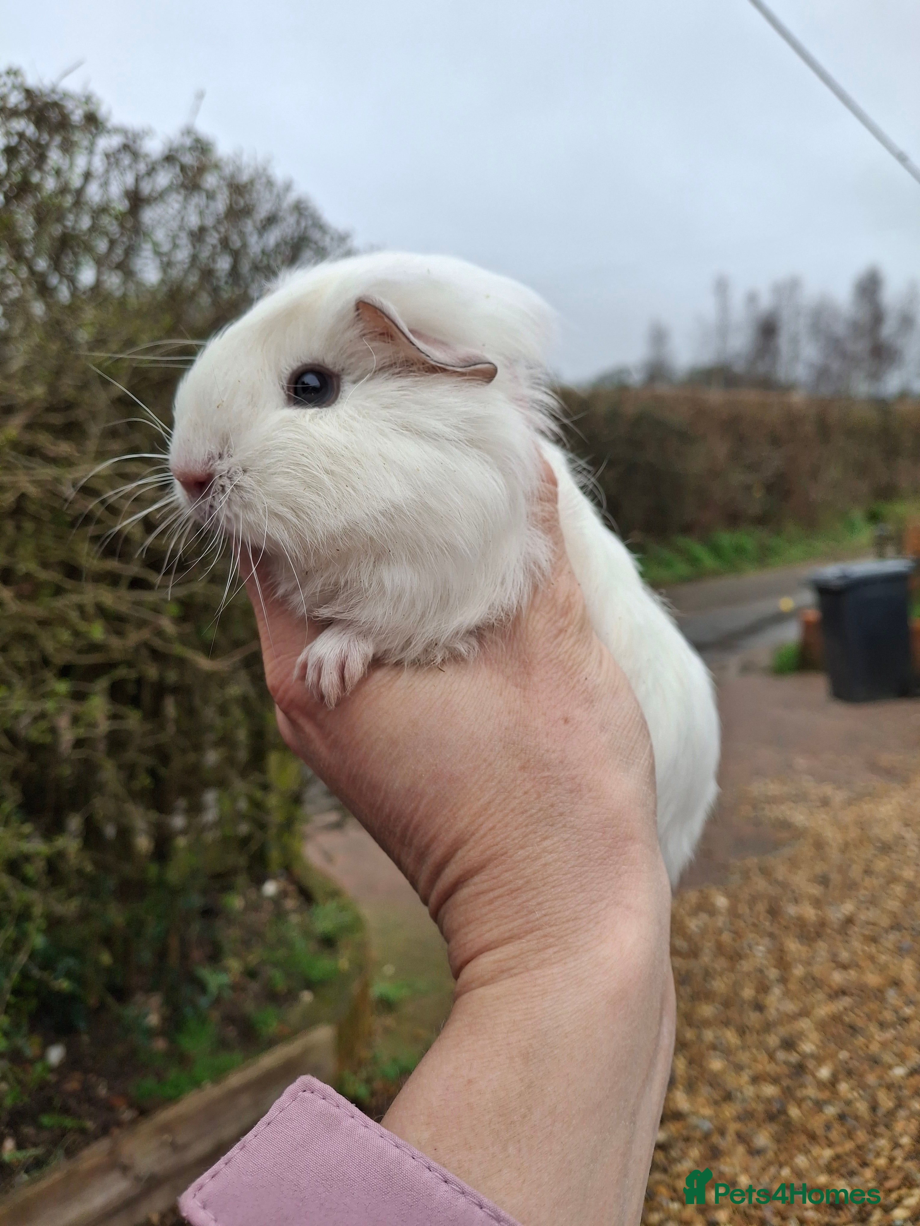 Guinea Pig rodents Guinea pig female and males  - Advert 18
