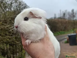 Guinea Pig rodents Guinea pig female and males - Advert 18