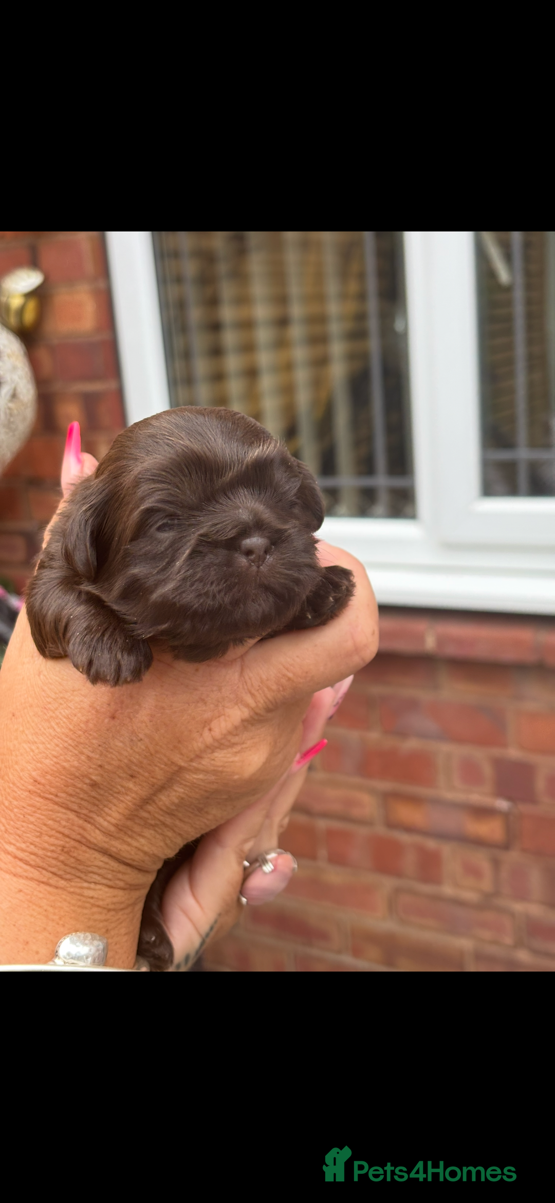 Shih Tzu dogs for sale: Imperial shih tzu puppies - Image 6