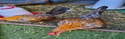 Chickens poultry for sale: Saramas and old English game. - Advert 5