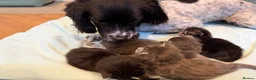 Maine Coon cats for sale: Affectionate, Pedigree Maine Coon Kittens: - Advert 13