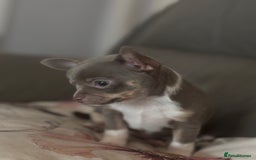 Chihuahua dogs for sale: Ready now ***Lilac girls - Image 1