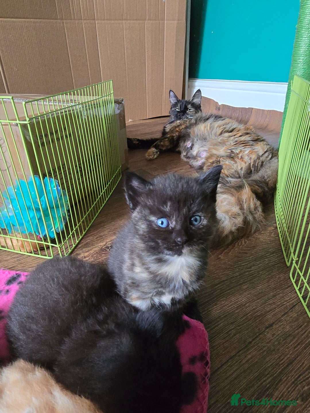 Mixed Breed cats for sale: Beautiful Kittens  - Image 34