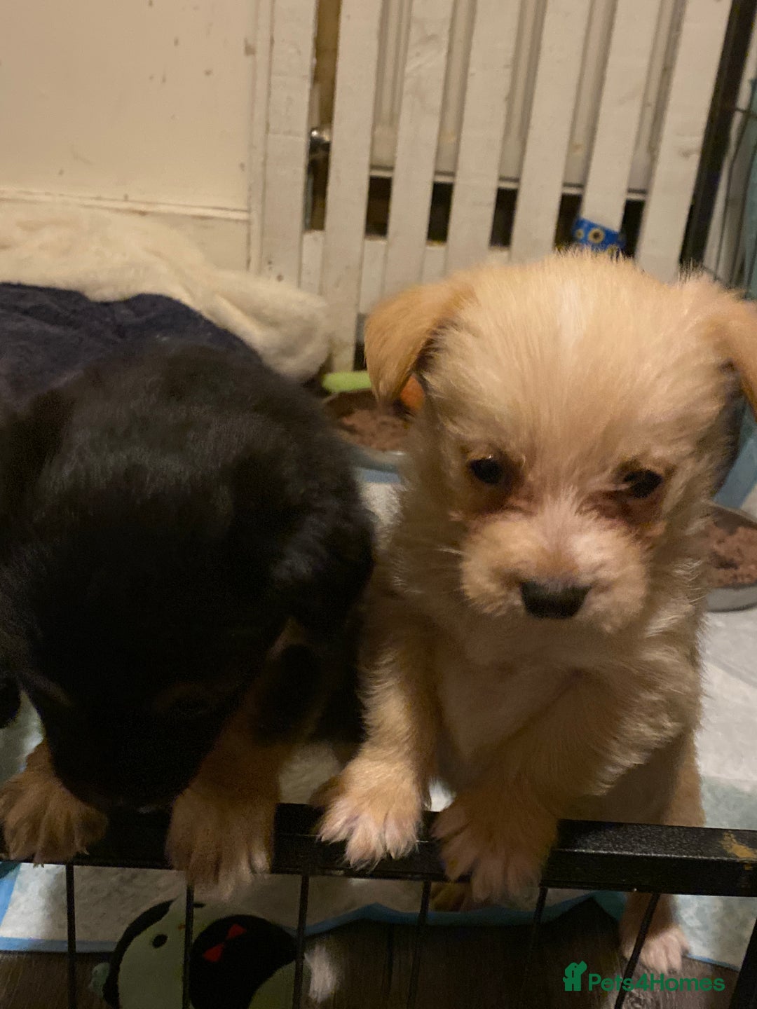 Mixed Breed dogs for sale: Terrier x pom - Advert 8
