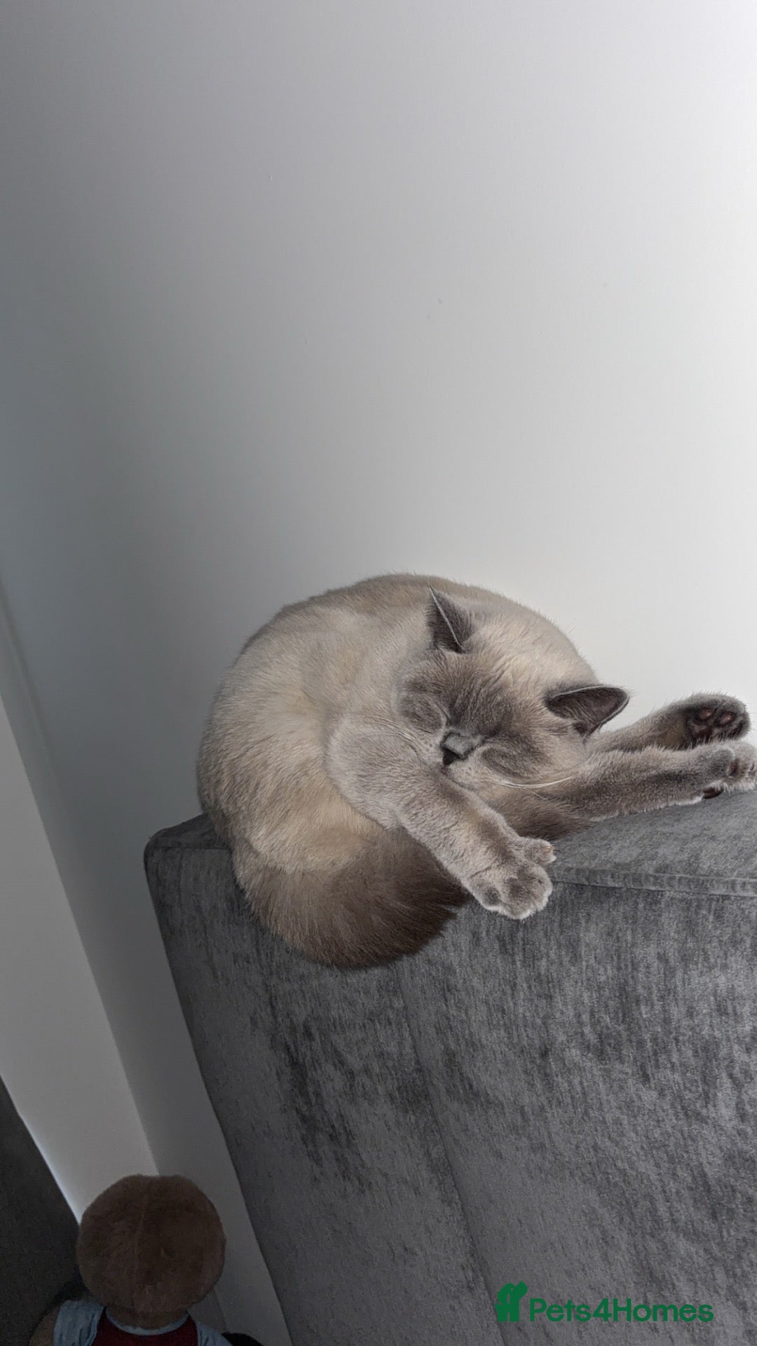 British Shorthair cats for sale: 1yr old Female Blue Colourpoint British Shorthair - Advert 2