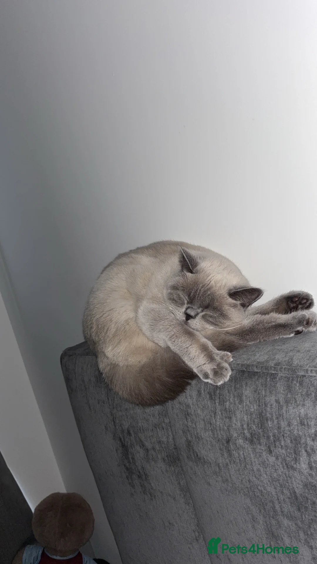 British Shorthair cats for sale: 1yr old Female Blue Colourpoint British Shorthair - Advert 2