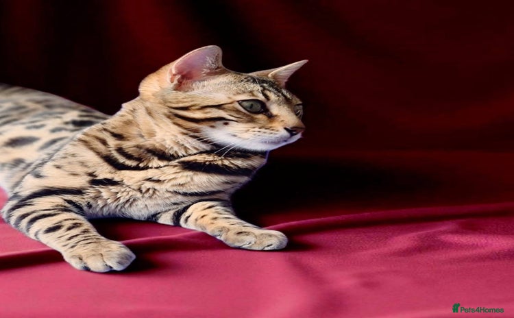 Bengal cats - Advert 13