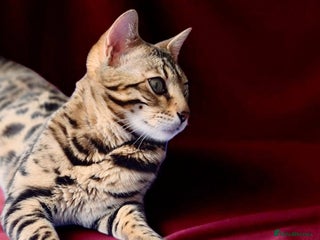 Bengal cats - Advert 29
