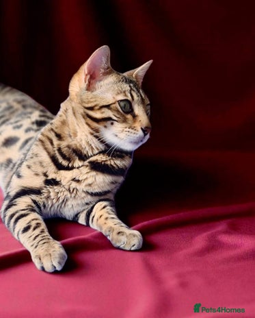 Bengal cats - Advert 3
