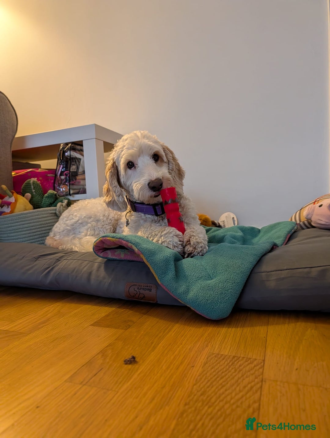 Cavapoo dogs for sale: Loveable two year-old Cavapoo Dolly - Advert 8