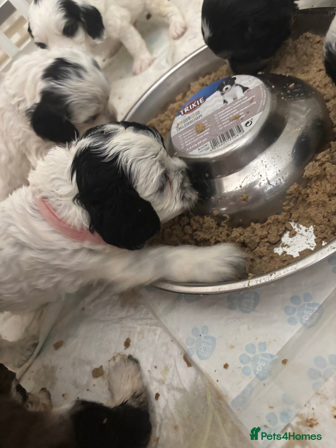 Cockapoo dogs for sale: F1 cockapoos beautiful litter 5 left* - Image 38