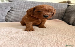Cockapoo dogs for sale: 4 Stunning Fox Red F1b Toy Cockapoos  - Advert 25