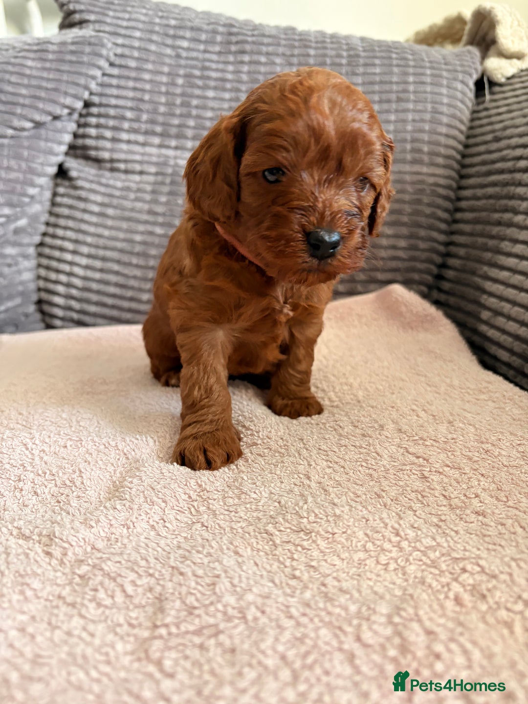 Cockapoo dogs for sale: 4 Stunning Fox Red F1b Toy Cockapoos  - Advert 25