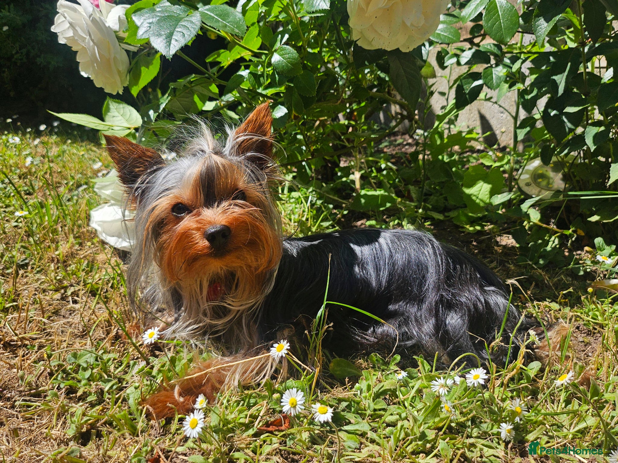 Yorkshire Terrier dogs Miniature Experienced Yorkshire Terrrier Stud  - Advert 2