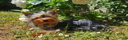 Yorkshire Terrier dogs for stud: Tiny Miniature Experienced Yorkshire Terrier Stud  - Advert 2